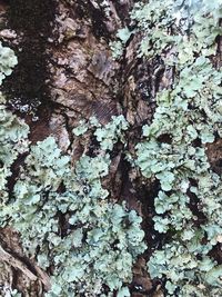 Full frame shot of tree trunk