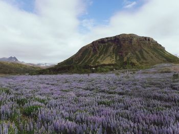 Scenic view of flower field against sky