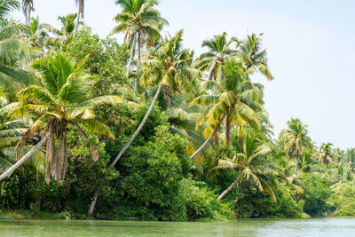 Scenic view of palm trees against clear sky