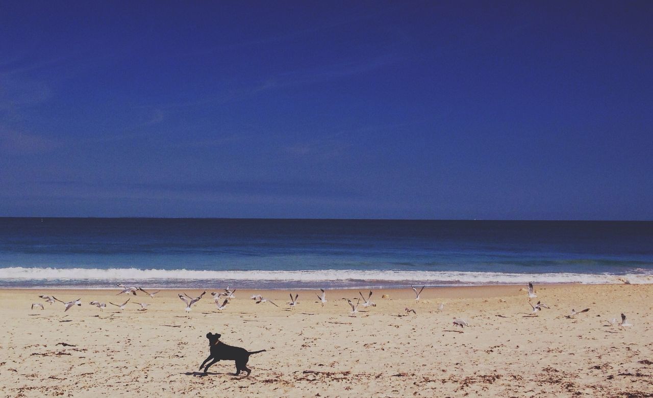 sea, beach, animal themes, horizon over water, sand, water, shore, one animal, bird, animals in the wild, beauty in nature, tranquility, wildlife, tranquil scene, nature, blue, scenics, sky, copy space, clear sky