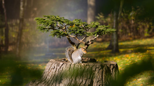 Close-up of squirrel on tree