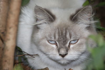 Close-up portrait of a cat