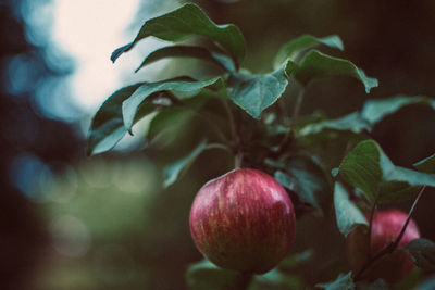 Close-up of fruits on plant