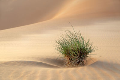 Desert shrub between sand dunes in liwa abu dhabi in uae. beautiful landscape scene.