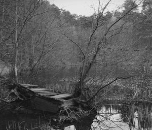 Bare trees by lake in forest