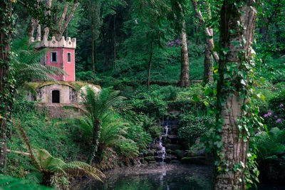 Trees and plants in forest