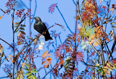 Low angle view of bird perching on tree against sky