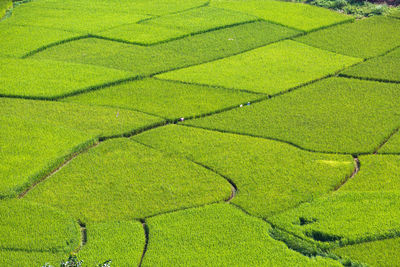 High angle view of green field