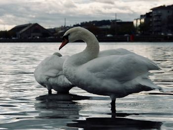Swan on lake against sky