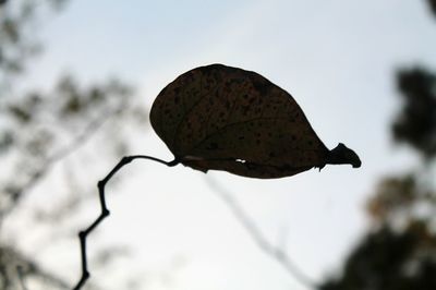 Close-up of butterfly on leaf