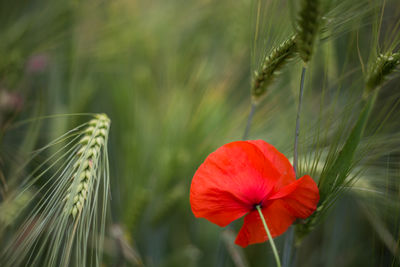 Close-up of red flowering plant