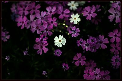 Close-up of pink flowers