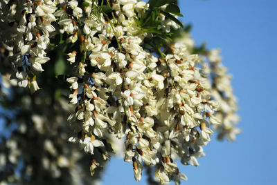 Low angle view of flowering plant against sky