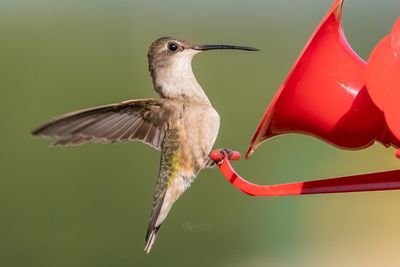 Close-up of bird flying