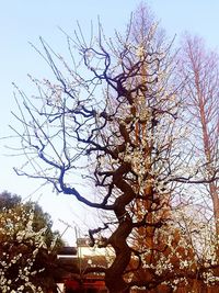 Low angle view of bare trees against sky