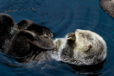 High angle view of sea otter swimming in lake