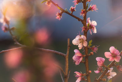 Close-up of pink flowers blooming outdoors