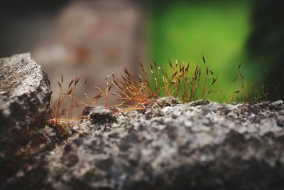 Close-up of plants growing on rock