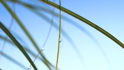 Low angle view of plants against clear blue sky