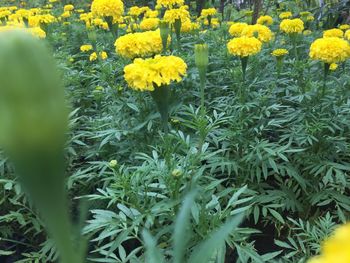 Close-up of yellow flowers blooming on field