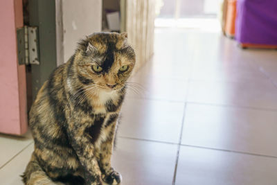 Cat sitting on floor at home