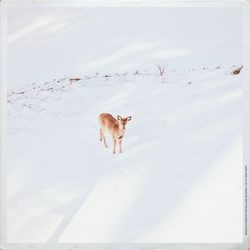 Close-up of snow