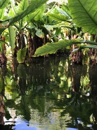 Reflection of trees in lake