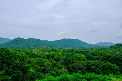 Scenic view of forest against sky