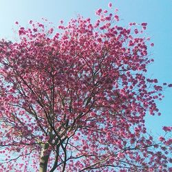 Low angle view of pink flowers