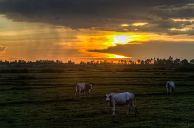 Cattle grazing in pasture against sky during sunset