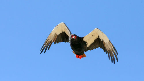 Low angle view of bird flying against clear blue sky