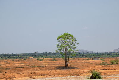 Trees on field against clear sky