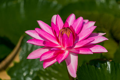 Close-up of pink lotus