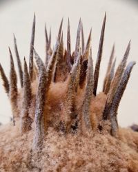 Close-up of frozen plant during winter