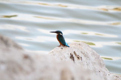 Bird perching on rock