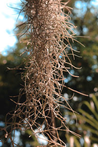 Low angle view of plant against trees