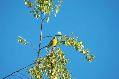 Low angle view of flowering plant against clear blue sky