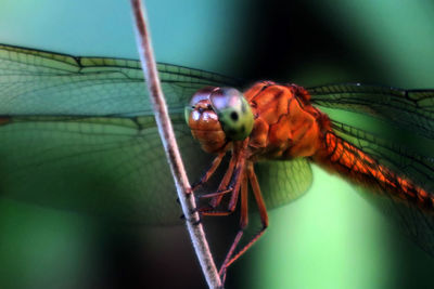 Close-up of dragonfly on plant