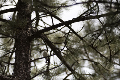 Low angle view of tree against sky