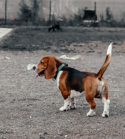 Dog looking away on field