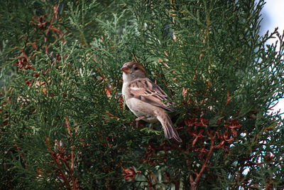 High angle view of bird perching on tree