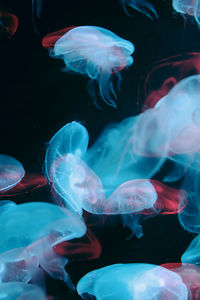 Close-up of jellyfish swimming in aquarium