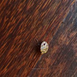 High angle view of insect on wood