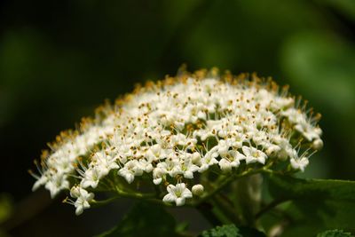 Close-up of flowers blooming outdoors