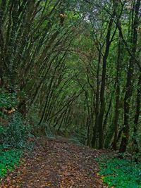 Trees growing in forest during autumn