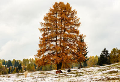 Horses on snow covered field by trees against sky