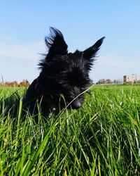 Close-up of puppy on field against sky