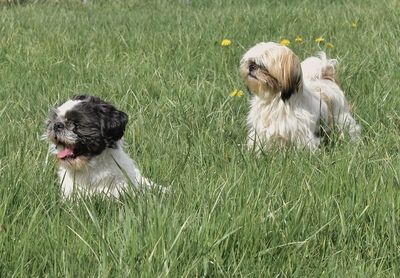 View of dog on field