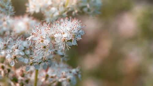 Close-up of cherry blossom