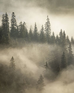 Scenic view of forest against sky